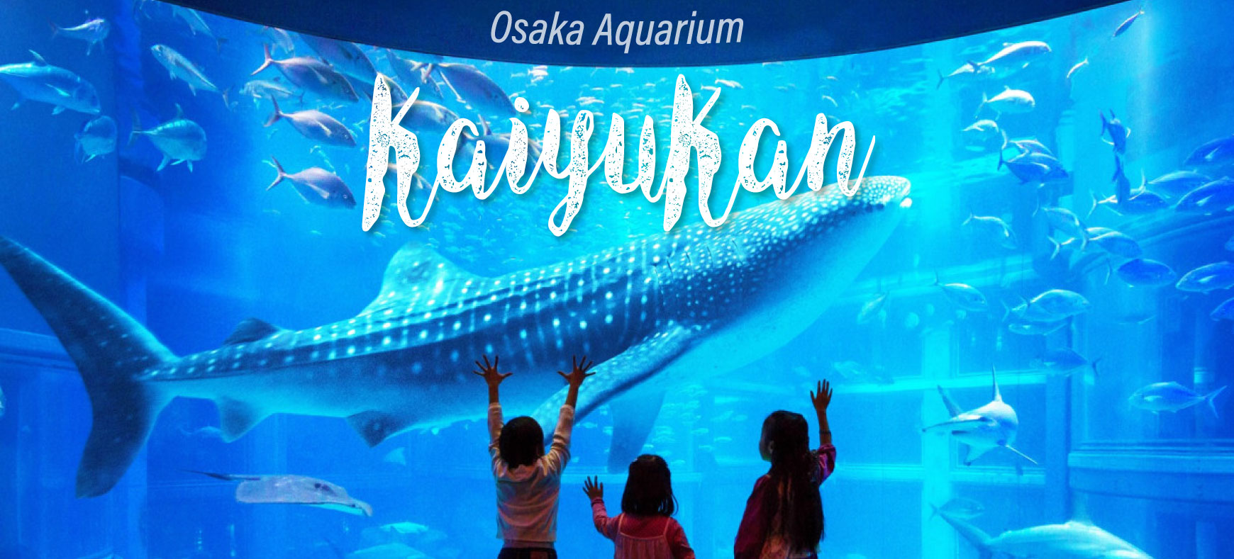 จำหน่ายบัตร Kaiyukan Aquarium, บัตรพิพิธภัณฑ์สัตว์น้ำไคยูคัง